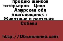 продаю щенков тотерьеров › Цена ­ 6 000 - Амурская обл., Благовещенск г. Животные и растения » Собаки   